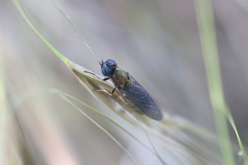 Chloromyia speciosa