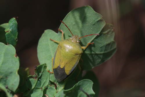 Gorse Shield Bug