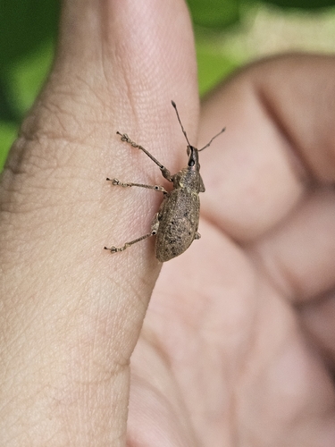 Broad-nosed Weevils