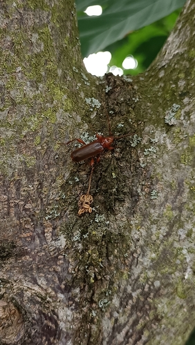 Tanbark Borer