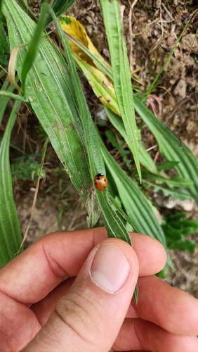 Seven-spotted Lady Beetle