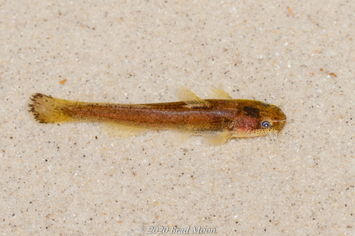 Speckled Madtom
