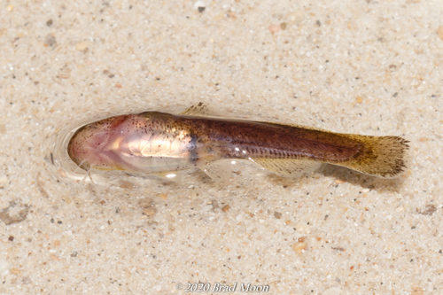 Speckled Madtom