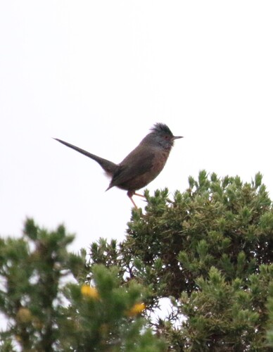 Dartford Warbler