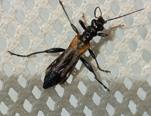 Oedemera simplex