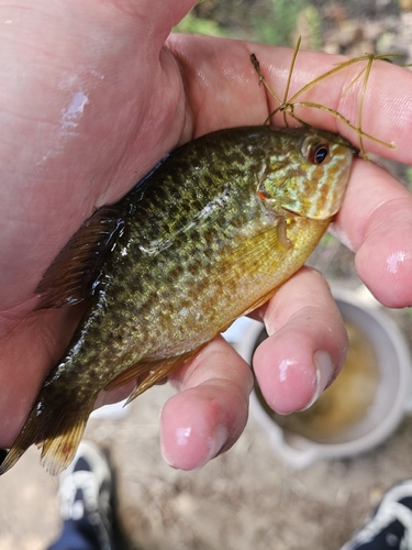 Pumpkinseed