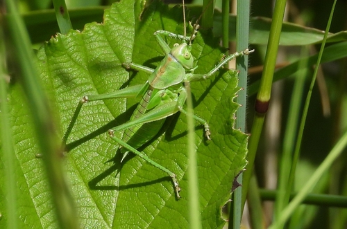 Great Green Bush-cricket