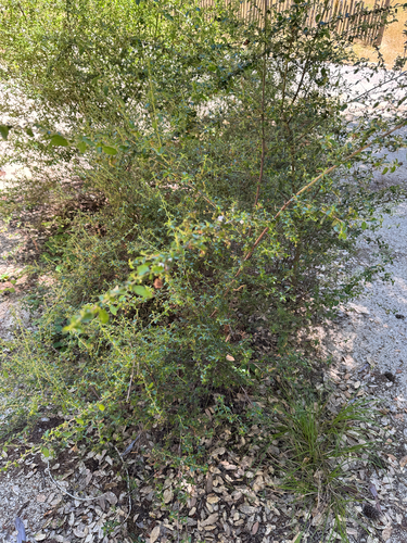 iNaturalist observation photo of Wavyleaf Ceanothus