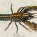 Painted Devil Crayfish - Photo (c) Brad Moon, all rights reserved, uploaded by Brad Moon