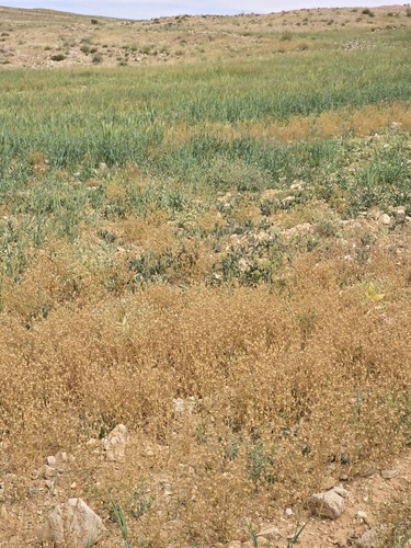 large sand catchfly