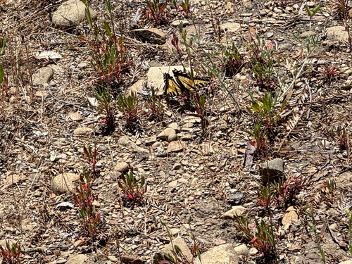 iNaturalist observation photo of Western Tiger Swallowtail