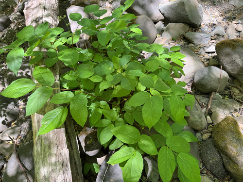 iNaturalist observation photo of California Spikenard