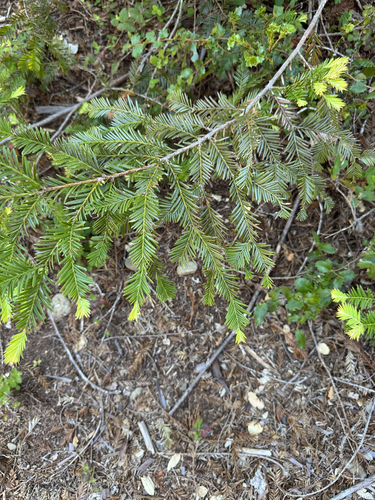 iNaturalist observation photo of coast redwood