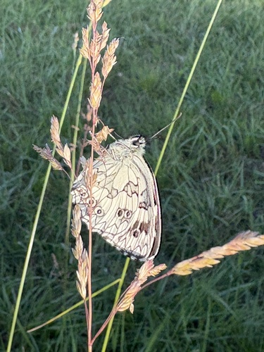 Marbled White