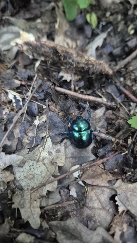 Springtime Dung Beetle