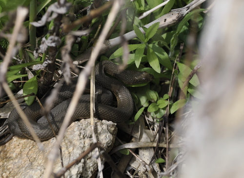 Tessellated Water Snake