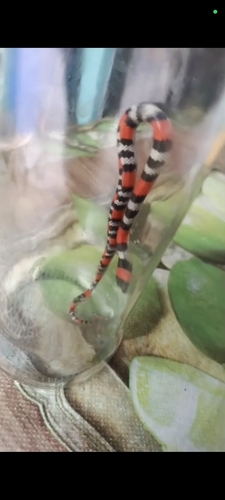 Brazilian False Coral Snake