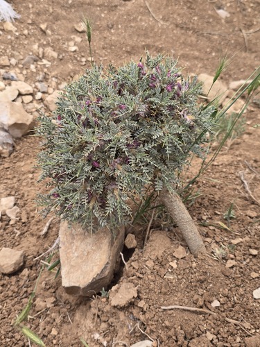Astragalus bethlehemiticus