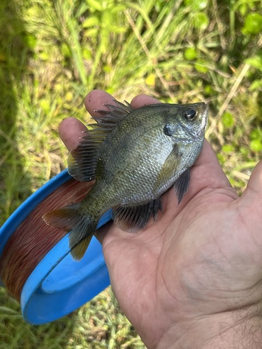Bluegill
