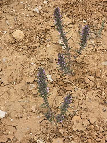 Spear-leaved Ziziphora
