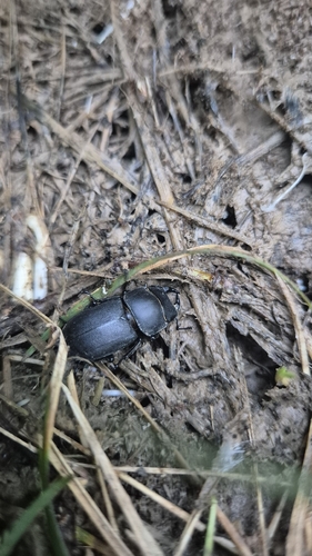 Lesser Stag Beetle