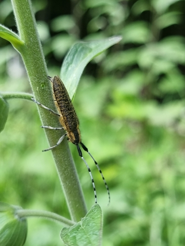 Golden-bloomed Longhorn Beetle