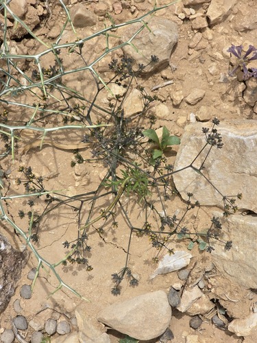 Bupleurum gerardi