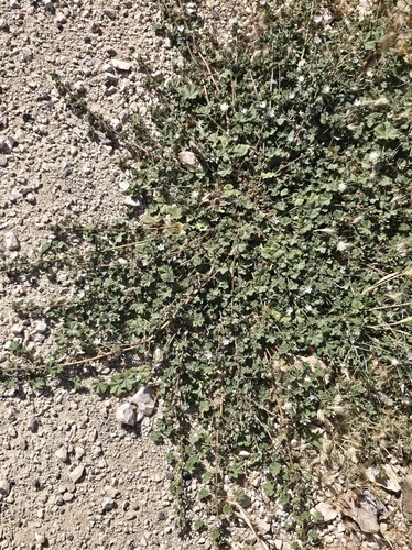 dwarf mallow