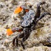 Semaphore Crab - Photo (c) andrew_mc, all rights reserved