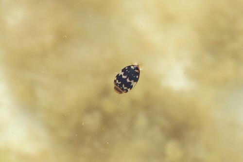 Laccophilus pictus insignis