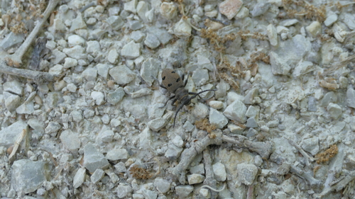 Herophila tristis