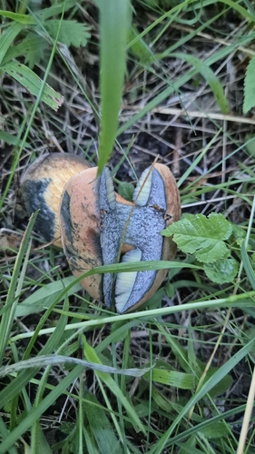 Lurid Bolete