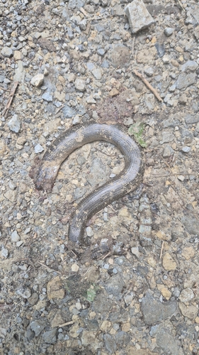 Eastern Slowworm