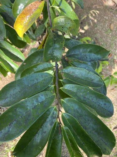 Soursop