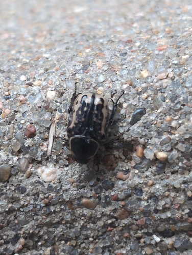 Kern's Flower Scarab