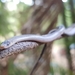 Roatán Longtail Snake - Photo (c) Joel Amaya, all rights reserved, uploaded by Joel Amaya