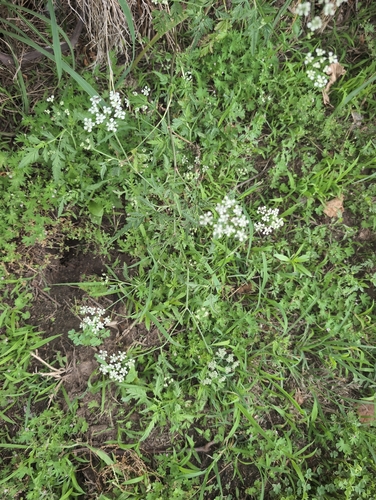 common hedge parsley