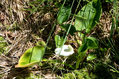 marsh calla