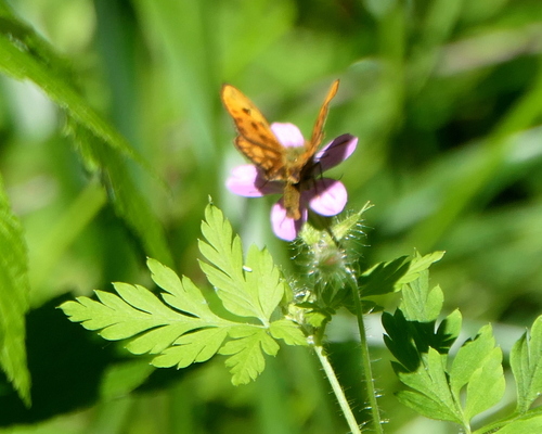Northern Chequered Skipper