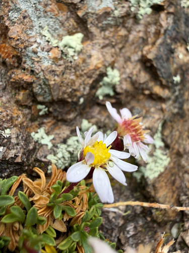 Ionactis elegans