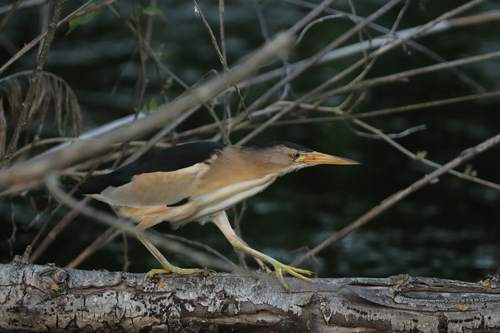 Little Bittern