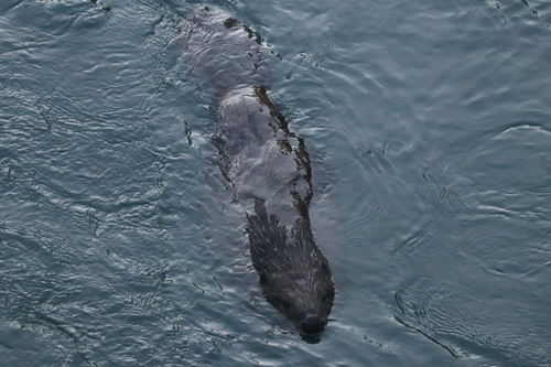 Eurasian Beaver