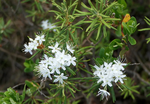 marsh Labrador tea