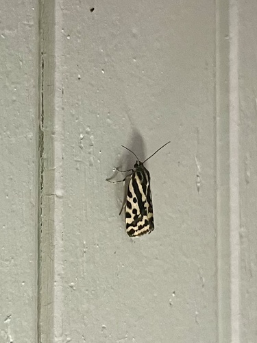 Spotted Sulphur