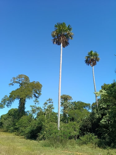 moriche palm