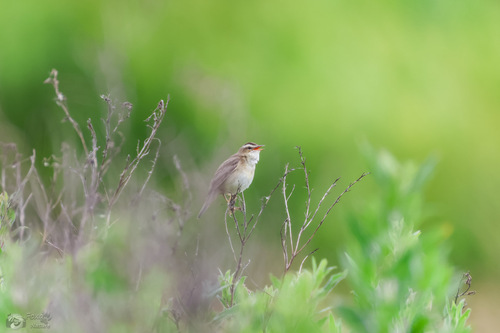 Sedge Warbler