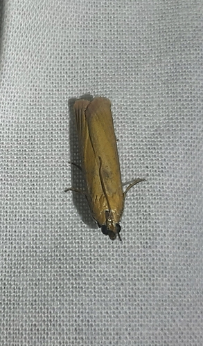 Rosy-striped Knot-horn