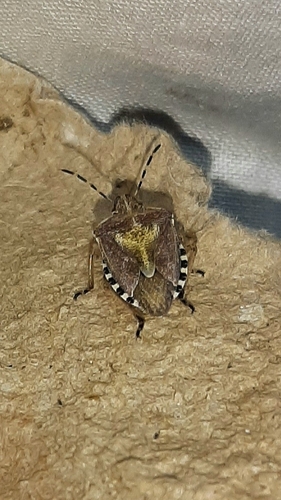 Sloe Bug