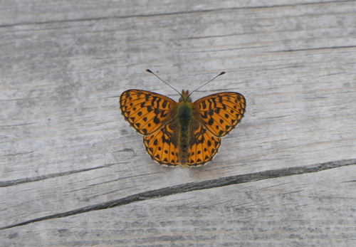 Pearl-bordered Fritillary