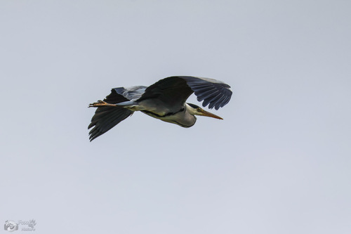 Grey Heron